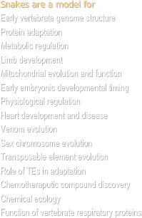 Snakes are a model for
Early vertebrate genome structure
Protein adaptation
Metabolic regulation
Limb development
Mitochondrial evolution and function
Early embryonic developmental timing
Physiological regulation
Heart development and disease
Venom evolution
Sex chromosome evolution
Transposable element evolution
Role of TEs in adaptation
Chemotheraputic compound discovery 
Chemical ecology
Function of vertebrate respiratory proteins
